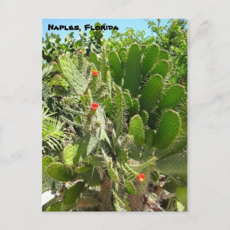 Florida Semaphore Cactus Napels Botanische Garden Briefkaart