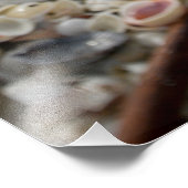 Florida Shells op het strand Foto Afdruk (Hoek)