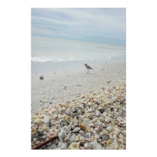 Florida Shells op het strand Foto Afdruk