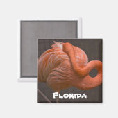 Florida Shy Flamingo Magneet (Voorkant / Achterkant)