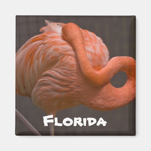 Florida Shy Flamingo Magneet (Voorkant)