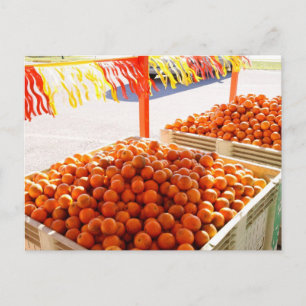 Florida Sinaasappels Briefkaart