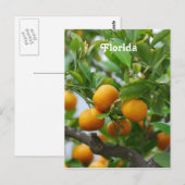 Florida Sinaasappels Briefkaart (Voorkant / Achterkant)
