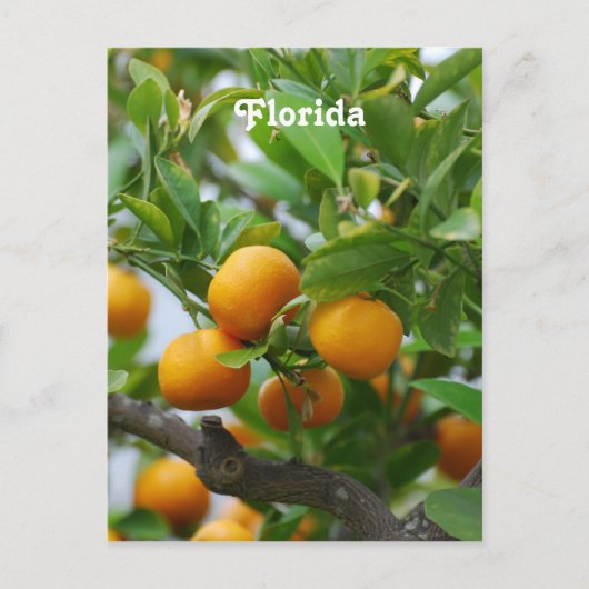 Florida Sinaasappels Briefkaart (Voorkant)