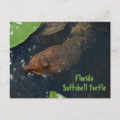Florida Softshell Schildpad Fotografische Wilde Na Briefkaart (Voorkant)