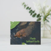 Florida Softshell Schildpad Fotografische Wilde Na Briefkaart (Staand voorkant)
