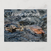 Florida Softshell Schildpad Natuurfotografie Briefkaart (Voorkant)