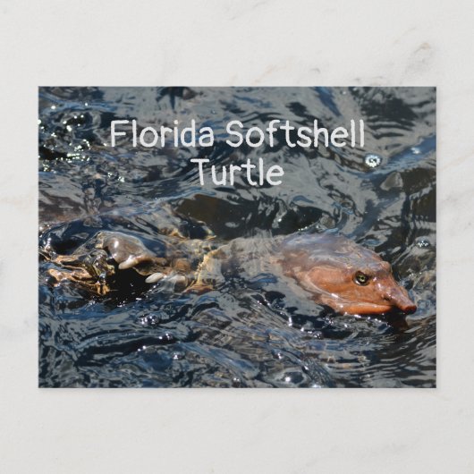 Florida Softshell Schildpad Wildlife Fotografisch Briefkaart (Voorkant)