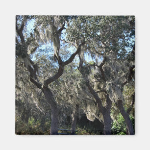 Florida Spaans Moss Magneet