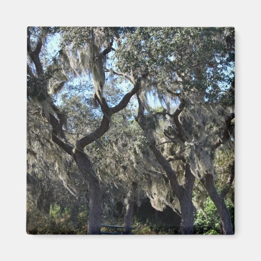 Florida Spaans Moss Magneet (Voorkant)