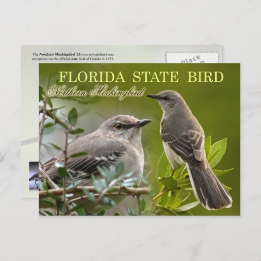 Florida State Bird - Mockingbird Briefkaart (Voorkant / Achterkant)