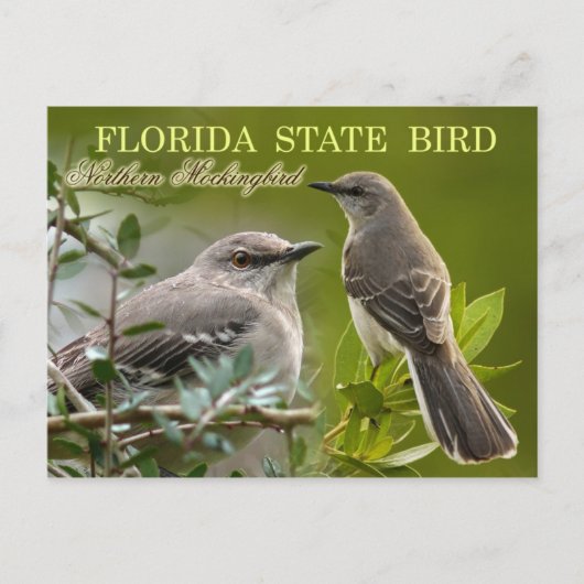 Florida State Bird - Mockingbird Briefkaart (Voorkant)