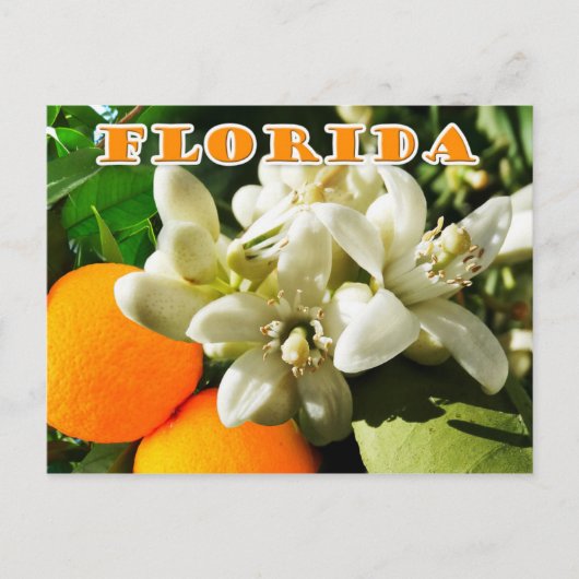 Florida State Flower: Het Oranje bloesem Briefkaart (Voorkant)