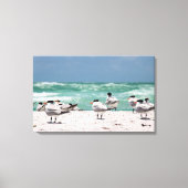 Florida sterns op witte zandige Florida-strand Canvas Afdruk (Voorkant)