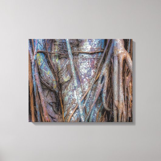 Florida Strangler Fig Canvas Afdruk (Voorkant)