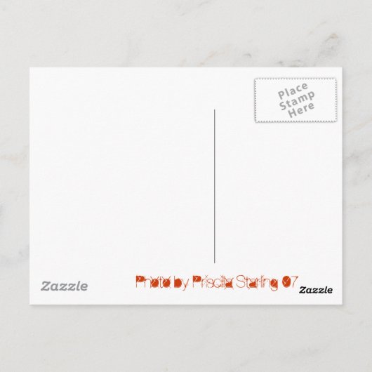 Florida Sunset Briefkaart (Achterkant)