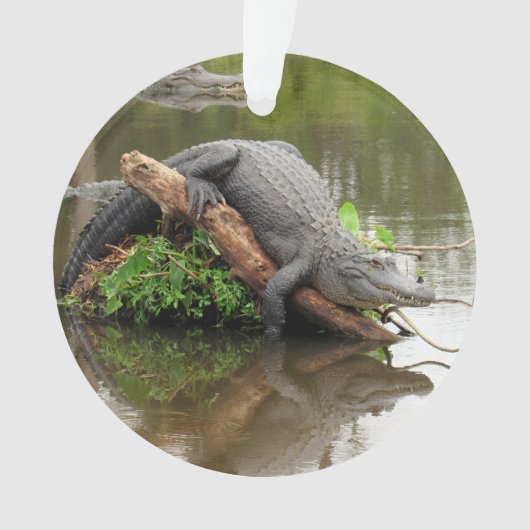 Florida Swamp Gator - Acryl Ornament (voorkant)