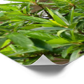 Florida Travel Fotografie Posters (Hoek)