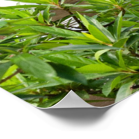 Florida Travel Fotografie Posters (Hoek)