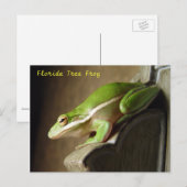 Florida Tree Frog Briefkaart (Voorkant / Achterkant)