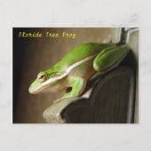 Florida Tree Frog Briefkaart (Voorkant)