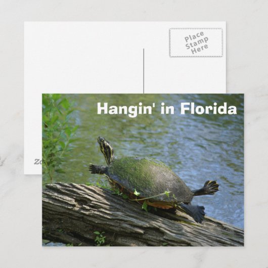 Florida Turtle briefkaart (Voorkant / Achterkant)