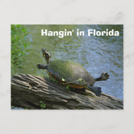 Florida Turtle briefkaart