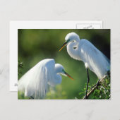 Florida, Venetië, Audubon Sanctuary, Common Egret Briefkaart (Voorkant / Achterkant)