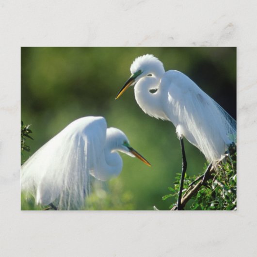 Florida, Venetië, Audubon Sanctuary, Common Egret Briefkaart (Voorkant)