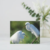 Florida, Venetië, Audubon Sanctuary, Common Egret Briefkaart (Staand voorkant)