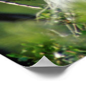Florida, Venetië, Audubon Sanctuary, Common Egret Poster (Hoek)