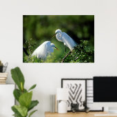 Florida, Venetië, Audubon Sanctuary, Common Egret Poster (Thuiskantoor)