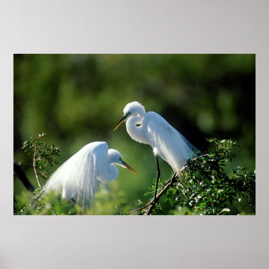 Florida, Venetië, Audubon Sanctuary, Common Egret Poster (Voorkant)