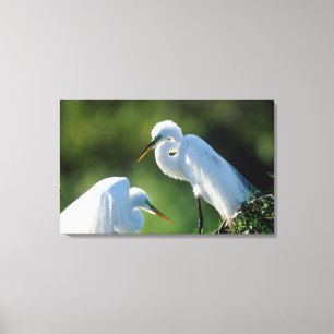 Florida, Venetië, Audubon Sanctuary, Grote Zilverr Canvas Afdruk