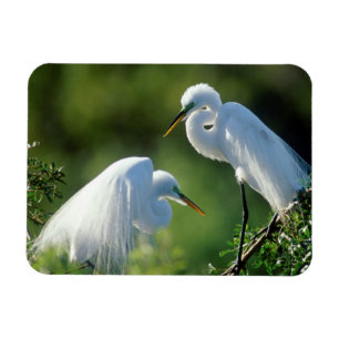 Florida, Venetië, Audubon Sanctuary, Grote Zilverr Magneet