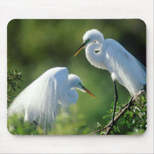 Florida, Venetië, Audubon Sanctuary, Grote Zilverr Muismat