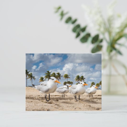 Florida - Vier Terns op een strand briefkaart (Staand voorkant)