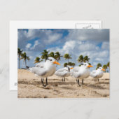 Florida - Vier Terns op een strand briefkaart (Voorkant / Achterkant)