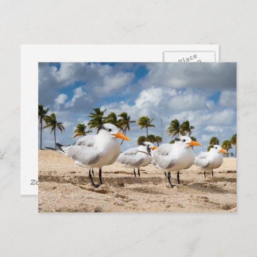 Florida - Vier Terns op een strand briefkaart (Voorkant / Achterkant)
