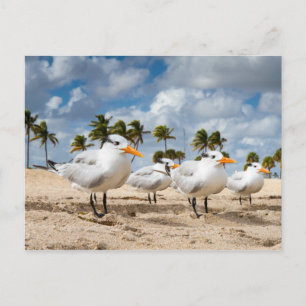 Florida - Vier Terns op een strand briefkaart