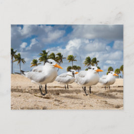 Florida - Vier Terns op een strand briefkaart