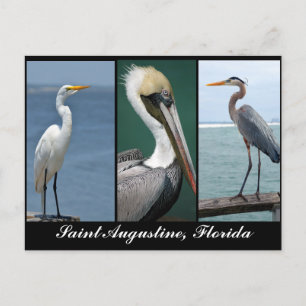 Florida vogels briefkaart