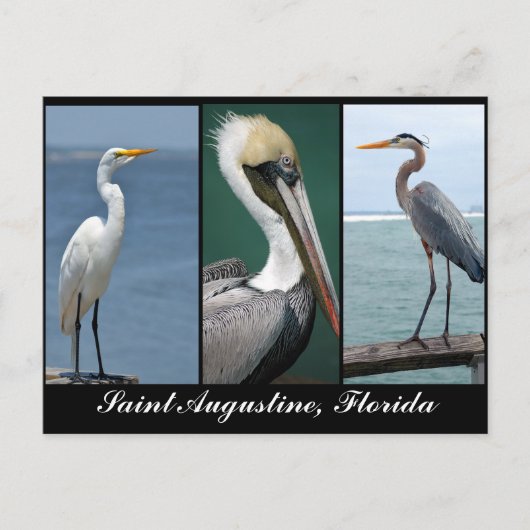 Florida vogels briefkaart (Voorkant)