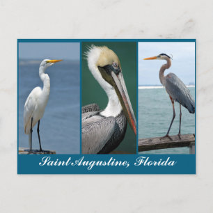 Florida vogels briefkaart