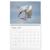 Florida Water Birds Calendar 2023-2024 Kalender (Feb 2027)
