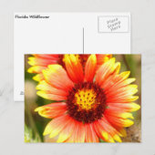 Florida Wildflower Briefkaart (Voorkant / Achterkant)