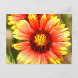 Florida Wildflower Briefkaart