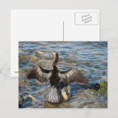 Florida Wildlife - vogels Briefkaart (Voorkant / Achterkant)