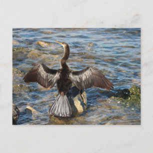 Florida Wildlife - vogels Briefkaart
