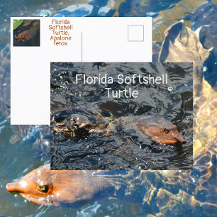 Florida Witschildpad Fotografie Briefkaart